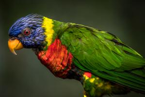 Green Bird #IG 9156 Green Bird #IG 9156