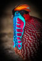 Tropical Bird #IG 9158 Tropical Bird #IG 9158