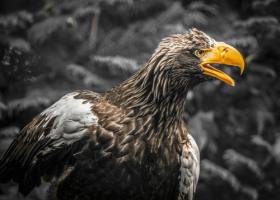 Stellar Eagle #IG 9160 Stellar Eagle #IG 9160
