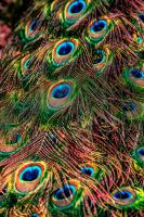 Peacock Feathers #IG 9162 Peacock Feathers #IG 9162