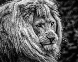 the male Lion #IG 9164