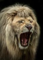 The Lion Roars #IG 9165 The Lion Roars #IG 9165