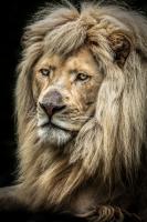 The white Lion II #IG 9167 The white Lion II #IG 9167
