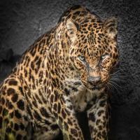 The Jaguar #IG 9168 The Jaguar #IG 9168