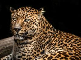 The Jaguar II #IG 9169 The Jaguar II #IG 9169