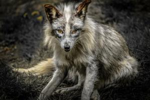 Silver Fox #IG 9172 Silver Fox #IG 9172