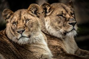 Lionesses #IG 9175