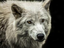 White Wolf #IG 9176 White Wolf #IG 9176