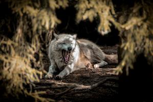 White Wolf II #IG 9177 White Wolf II #IG 9177