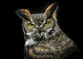 Wisdom Owl #IG 9178
