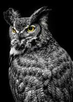Wisdom Owl II #IG 9179