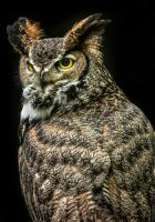 Wisdom Owl III #IG 9180 Wisdom Owl III #IG 9180